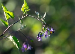 Photo 8 of Solanum dulcamara