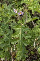 Photo 3 of Solanum linnaeanum