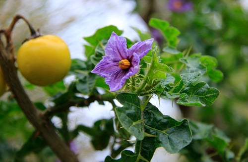 Photo 1 of Solanum linnaeanum
