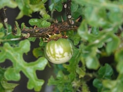 Photo 2 of Solanum linnaeanum