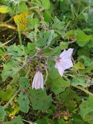 Photo 8 of Solanum melongena
