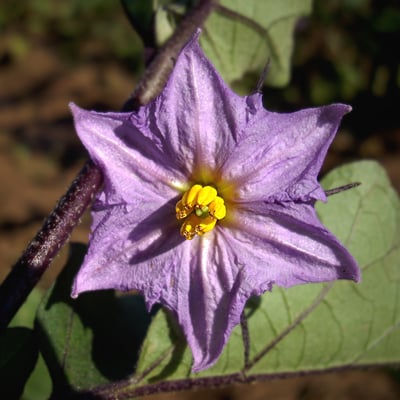 Photo 1 of Solanum melongena