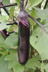 Photo 4 of Solanum melongena