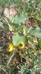 Photo 9 of Solanum melongena