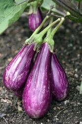 Photo 3 of Solanum melongena