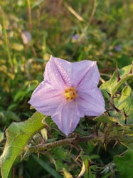 Photo 5 of Solanum melongena