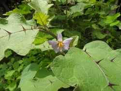 Photo 6 of Solanum melongena
