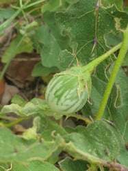 Photo 7 of Solanum melongena
