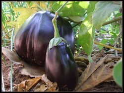 Photo 2 of Solanum melongena