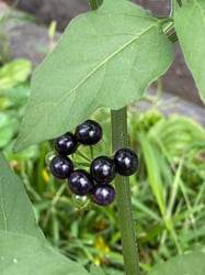 Photo 5 of Solanum nigrum