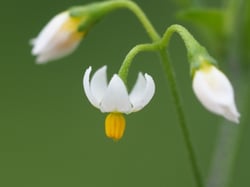 Photo 2 of Solanum nigrum