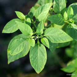 Photo 7 of Solanum nigrum