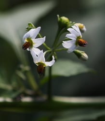 Photo 4 of Solanum nigrum