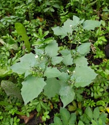 Photo 3 of Solanum nigrum