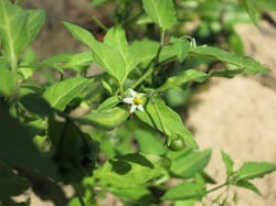 Photo 8 of Solanum nigrum