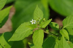 Photo 9 of Solanum nigrum