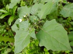 Photo 6 of Solanum nigrum