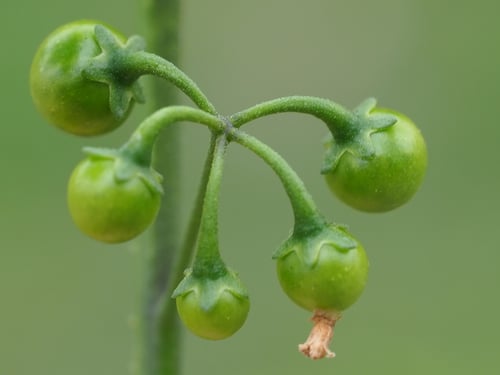 Photo 1 of Solanum nigrum