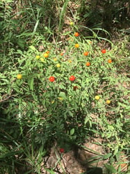 Photo 2 of Solanum pseudocapsicum