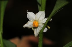 Photo 3 of Solanum pseudocapsicum