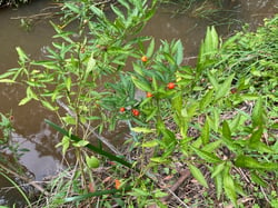 Photo 6 of Solanum pseudocapsicum