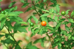 Photo 4 of Solanum pseudocapsicum