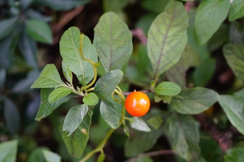 Photo 1 of Solanum pseudocapsicum