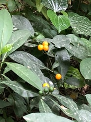 Photo 7 of Solanum pseudocapsicum