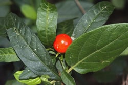 Photo 5 of Solanum pseudocapsicum