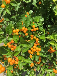Photo 2 of Solanum spp.