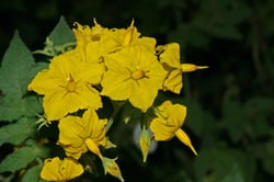 Photo 8 of Solanum spp.