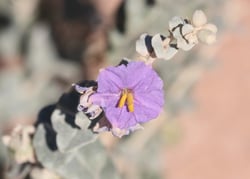 Photo 9 of Solanum spp.