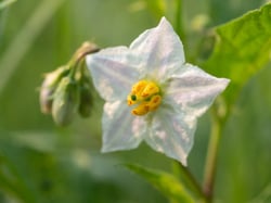 Photo 6 of Solanum spp.