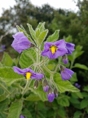Photo 1 of Solanum spp.