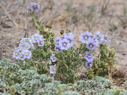 Photo 4 of Solanum spp.