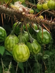Photo 5 of Solanum spp.