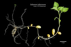 Photo 4 of Solanum tuberosum