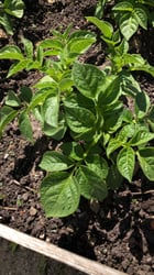 Photo 2 of Solanum tuberosum