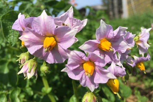 Photo 1 of Solanum tuberosum