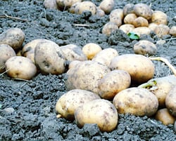 Photo 5 of Solanum tuberosum