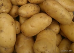 Photo 3 of Solanum tuberosum