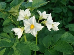 Photo 6 of Solanum tuberosum