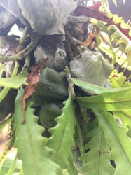 Photo 7 of Solanum tuberosum