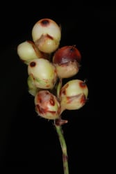 Photo 3 of Sorghum bicolor
