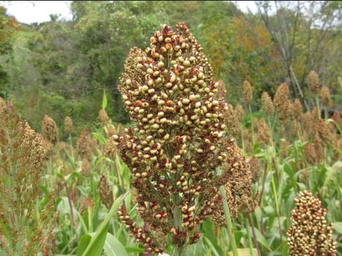 Photo 1 of Sorghum bicolor