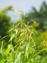 Photo 7 of Sorghum bicolor