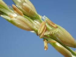 Photo 6 of Sorghum bicolor