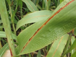 Photo 4 of Sorghum bicolor