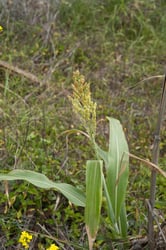 Photo 5 of Sorghum bicolor