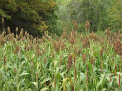 Photo 2 of Sorghum bicolor